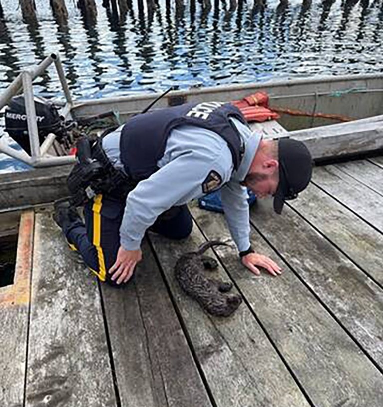 Otter pup revived by CPR, reunited with family, after choking on net in B.C. | iNFOnews.ca
