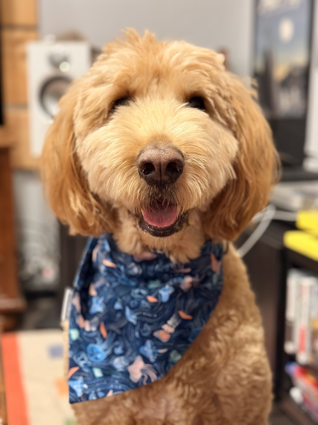 Canada Post strike could delay influencer pup's holiday cards to dozens of fans | iNFOnews.ca Canada Post strike could delay influencer pup's holiday cards to dozens of fans | iNFOnews.ca