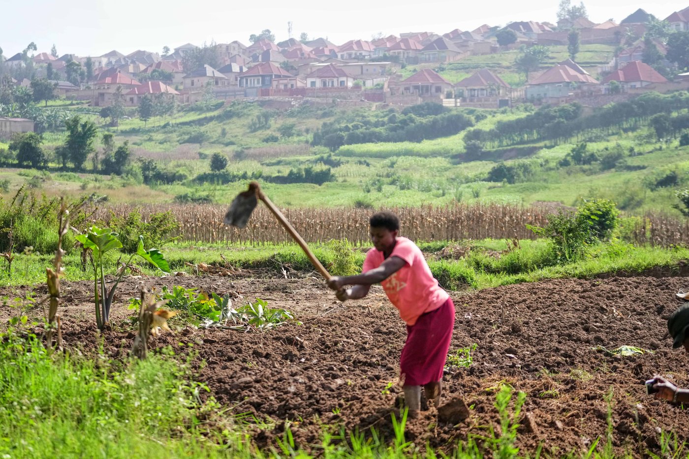 Rwanda tries to protect farmland in Africa's most densely populated nation | iNFOnews.ca