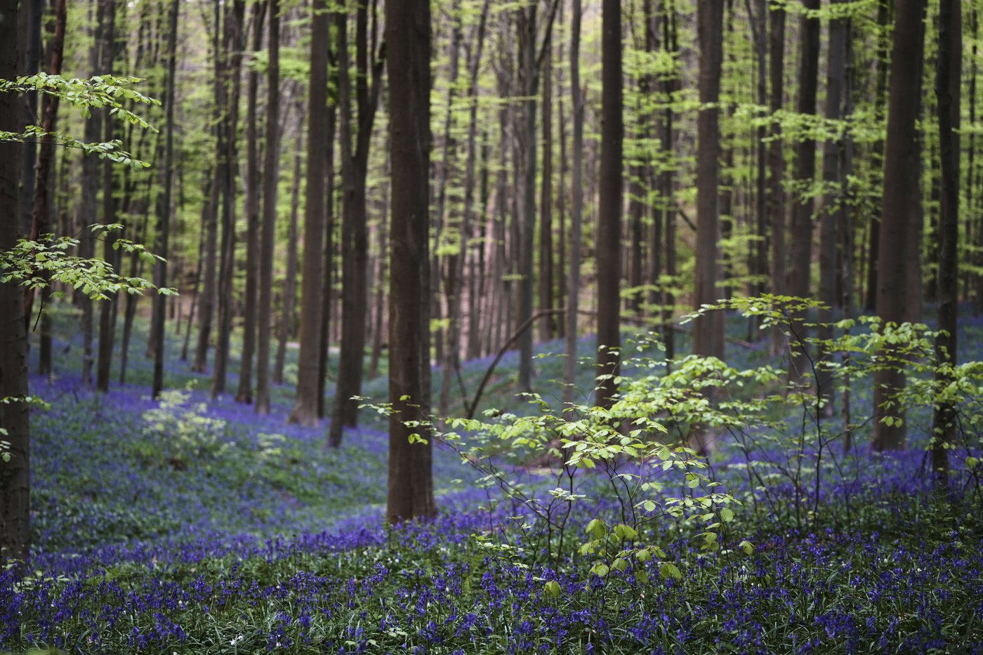 Bluebells and other spring flowers can be nature's antidote to stressful times | iNFOnews.ca Bluebells and other spring flowers can be nature's antidote to stressful times | iNFOnews.ca