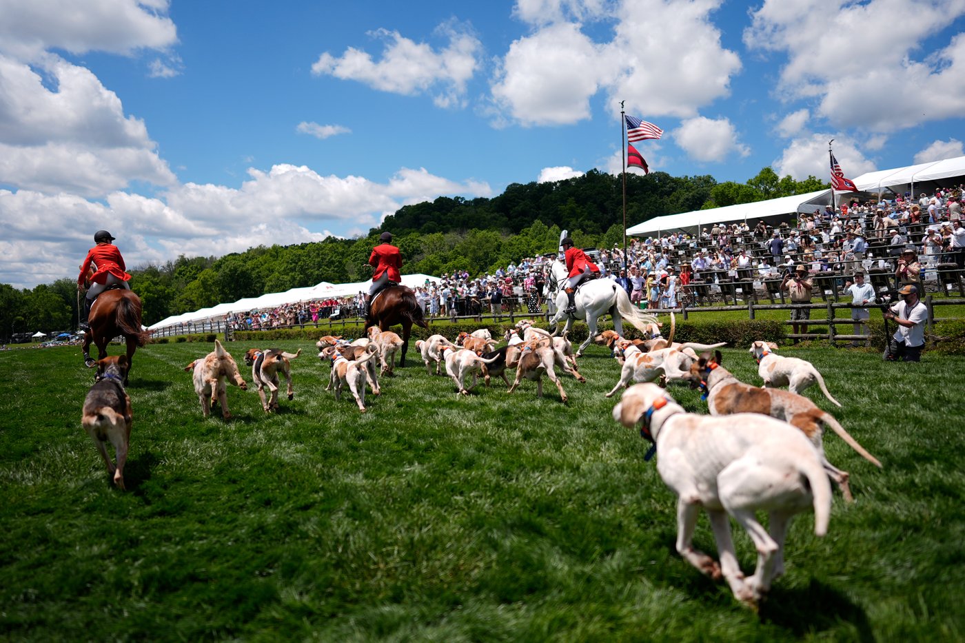 At the Iroquois Steeplechase, the foxhounds kick off the horse races with a howling fun dog parade | iNFOnews.ca At the Iroquois Steeplechase, the foxhounds kick off the horse races with a howling fun dog parade | iNFOnews.ca