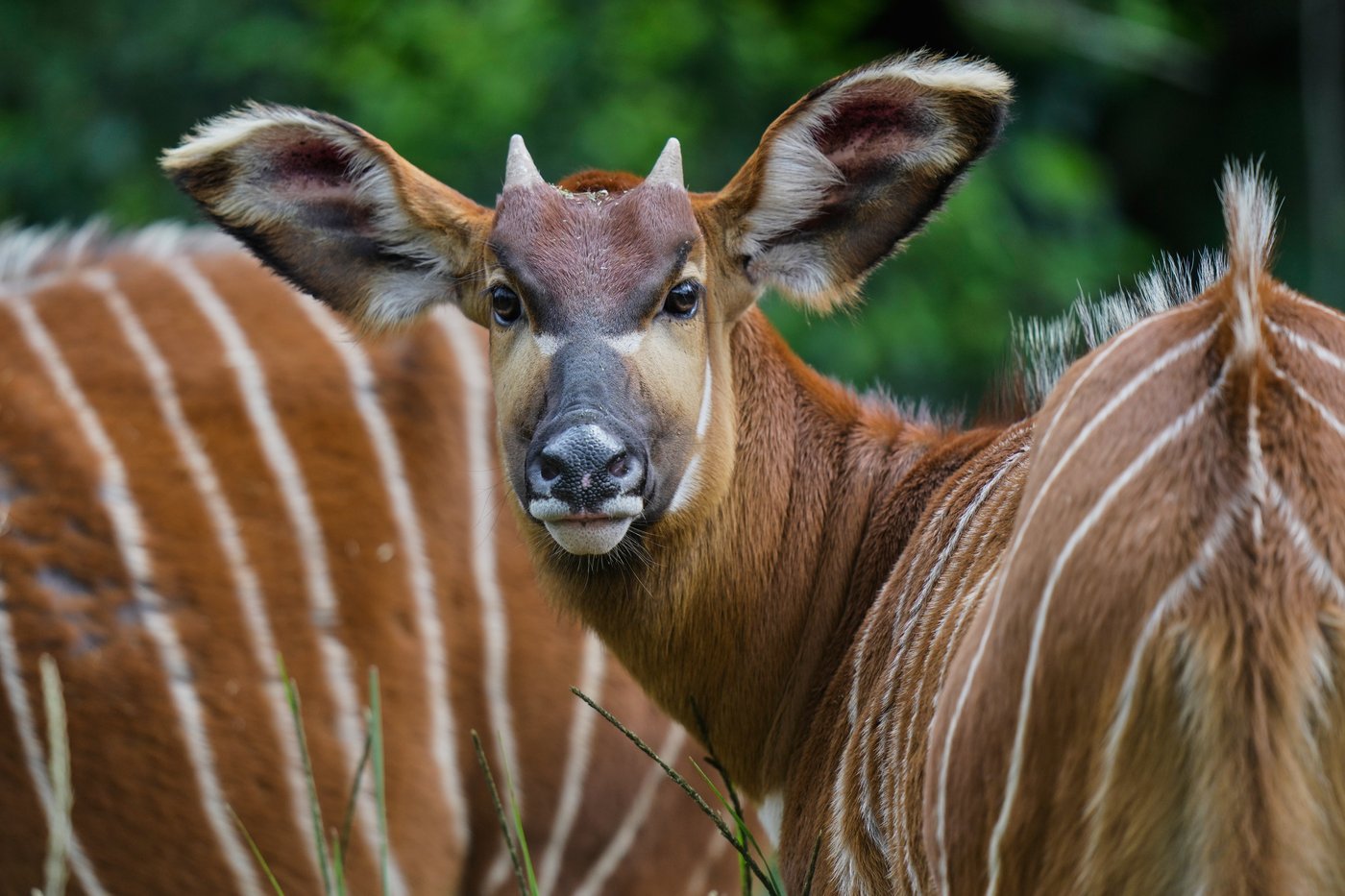 The ‘ghost of the forest’ makes a comeback in Kenya, in photos | iNFOnews.ca