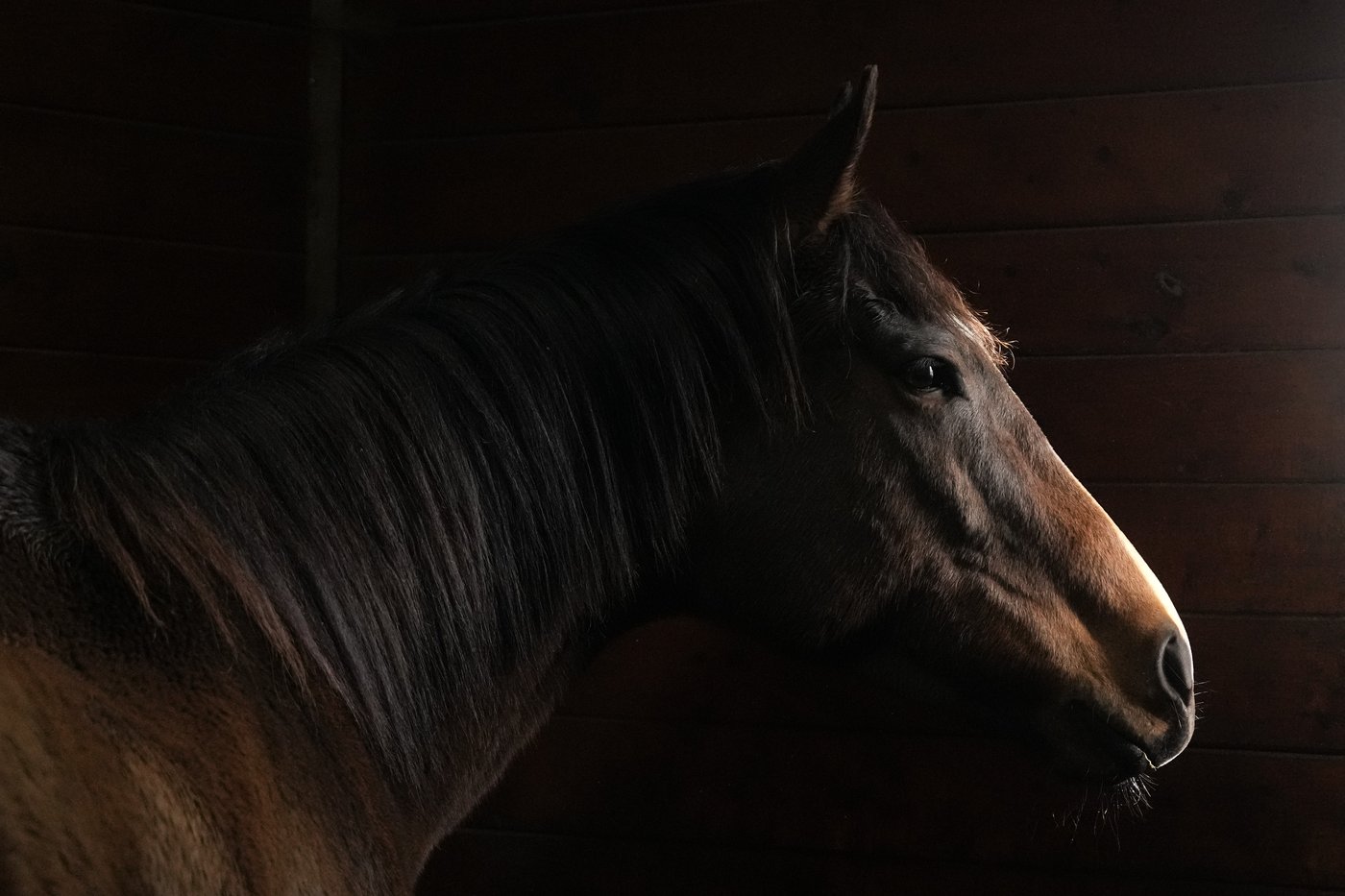 How retired racehorses in Ontario find new purpose after the track | iNFOnews.ca How retired racehorses in Ontario find new purpose after the track | iNFOnews.ca
