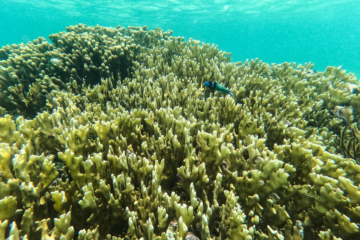 As super El Nino strengthens, study suggests that climate change is intensifying El Ninos | iNFOnews.ca As super El Nino strengthens, study suggests that climate change is intensifying El Ninos | iNFOnews.ca