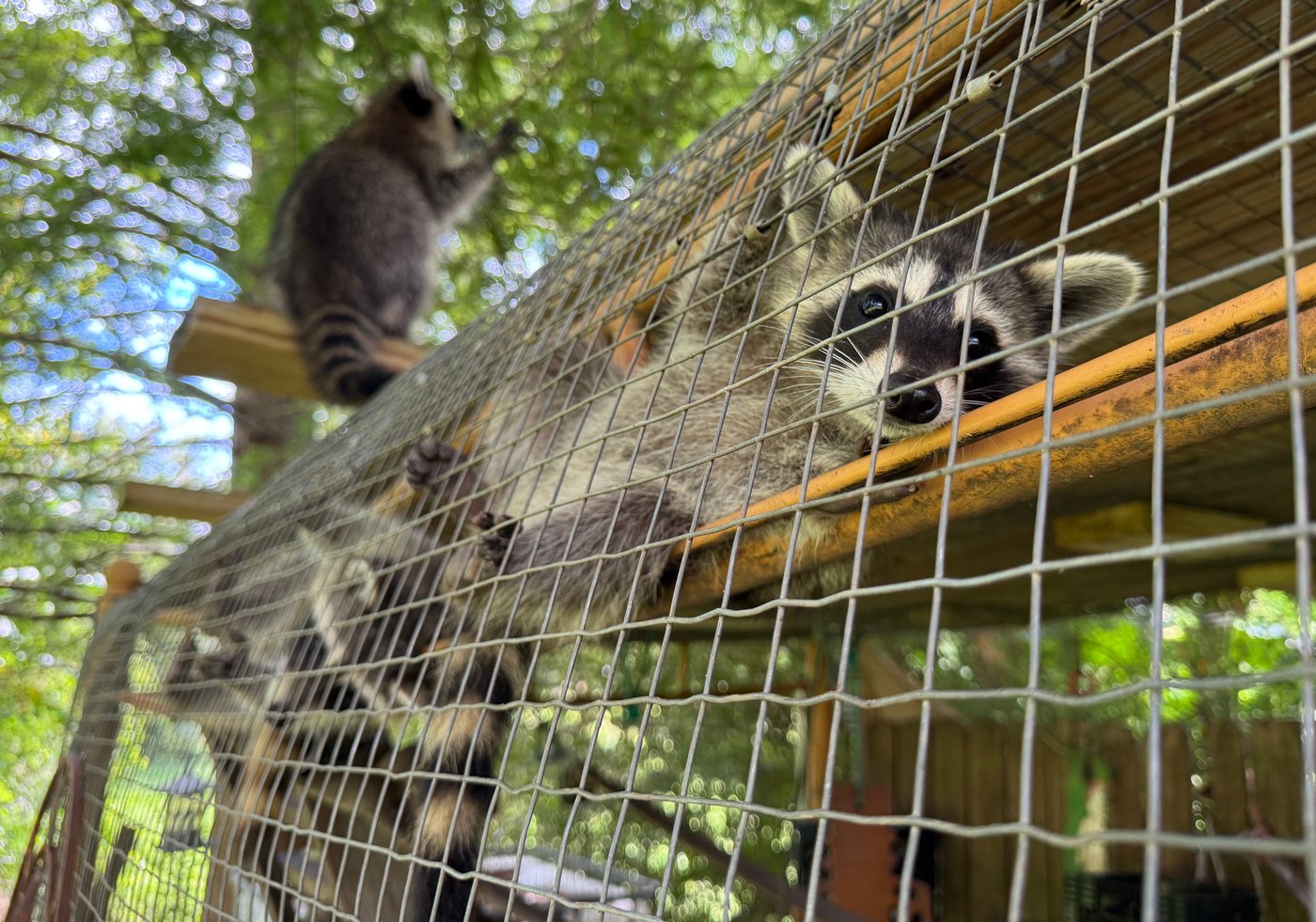 A raccoon boot camp in Mississippi teaches abandoned kits survival skills | iNFOnews.ca