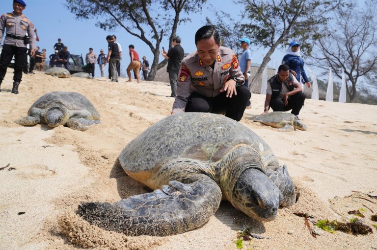 Indonesia returns 20 green sea turtles to the ocean after Bali smuggling raid | iNFOnews.ca