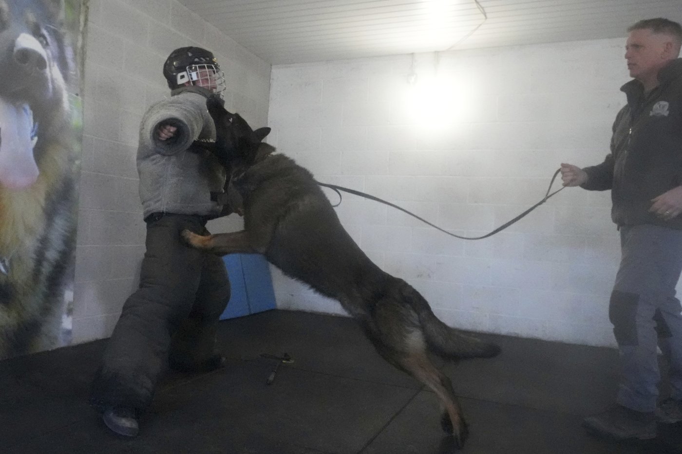 Pets with a toolkit: Protection dogs train to handle burglars as sports stars boost home security | iNFOnews.ca