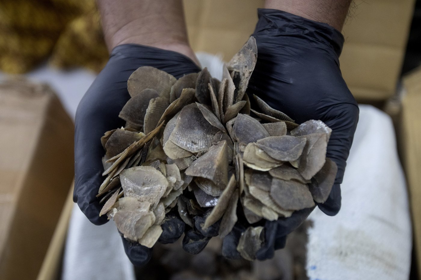 Indonesia seizes more than a ton of endangered pangolin scales said to be meant for Chinese clients | iNFOnews.ca Indonesia seizes more than a ton of endangered pangolin scales said to be meant for Chinese clients | iNFOnews.ca