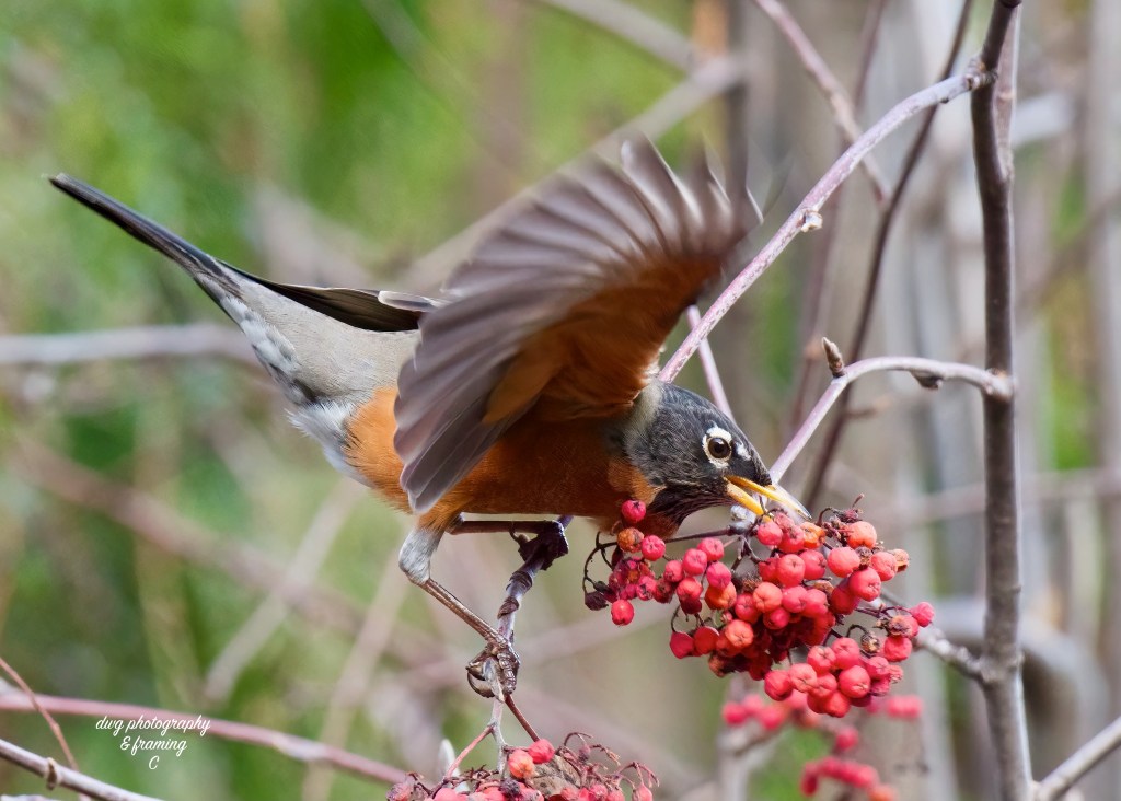 iN PHOTOS: Songbirds to spot on winter walks in Kamloops, Okanagan | iNFOnews.ca