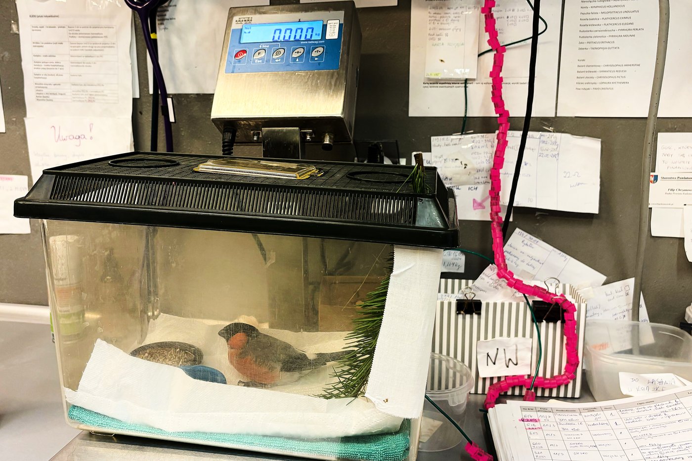 This new bird ER offers hope for injured wildlife | iNFOnews.ca