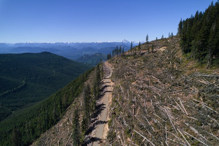 British Columbia is logging its last old growth. Protesters are sleeping in the road to stop it | iNFOnews.ca
