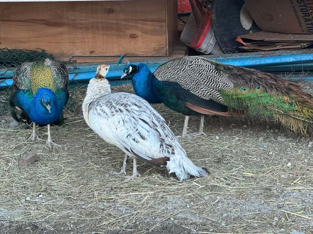 Solitary South Okanagan peahen finds sanctuary after months of roaming | iNFOnews.ca
