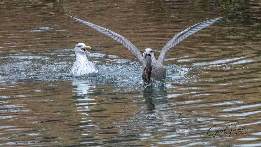 iN PHOTOS: Animal antics brighten dreary winter days in Kamloops, Okanagan | iNFOnews.ca