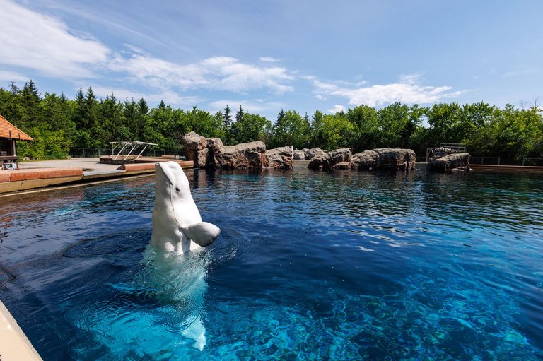 Six whales being moved out of Marineland, headed to U.S. aquariums | iNFOnews.ca