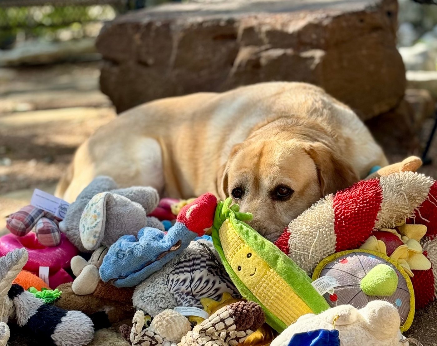 Some dogs can expand their vocabulary by eavesdropping on their owners | iNFOnews.ca Some dogs can expand their vocabulary by eavesdropping on their owners | iNFOnews.ca