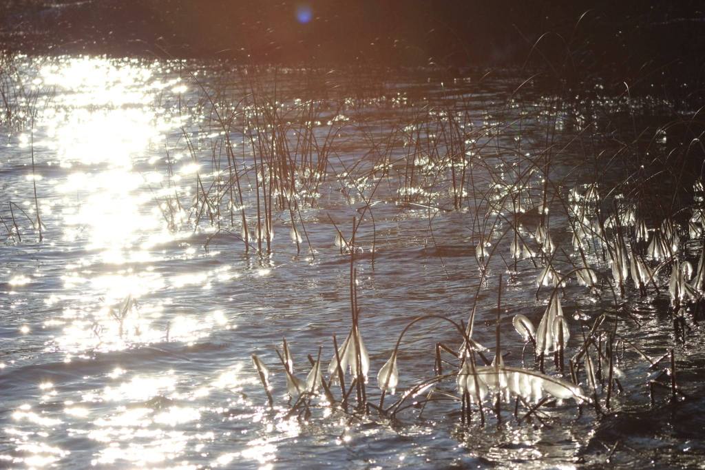 iN PHOTOS: Fascinating ice formations in Kamloops, Okanagan | iNFOnews.ca