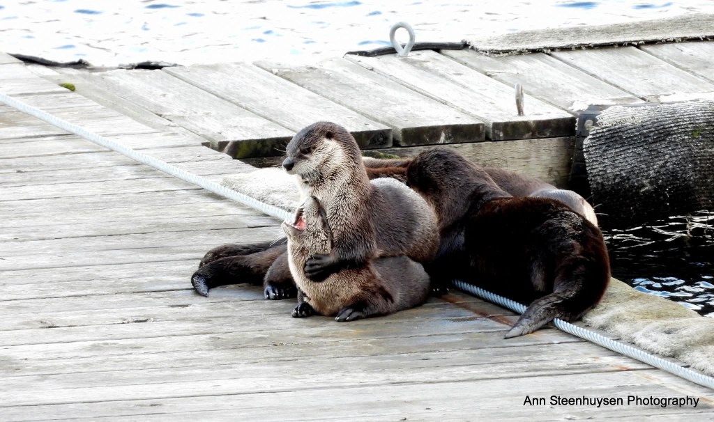iN PHOTOS: Animal antics brighten dreary winter days in Kamloops, Okanagan | iNFOnews.ca