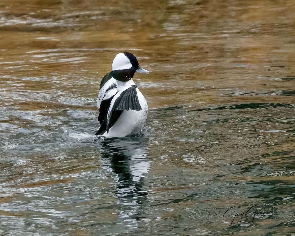 iN PHOTOS: Ducks you can spot year-round in Thompson-Okanagan | iNFOnews.ca