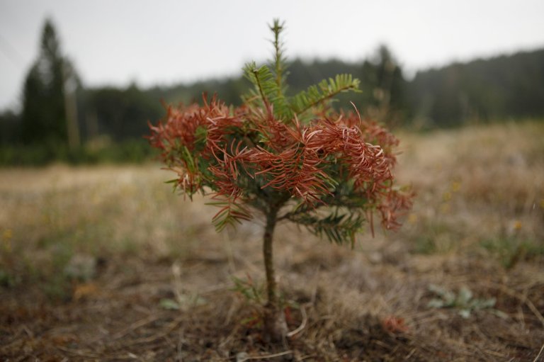 Dawson Creek, B.C. declares state of emergency over low water supply, drought | iNFOnews.ca