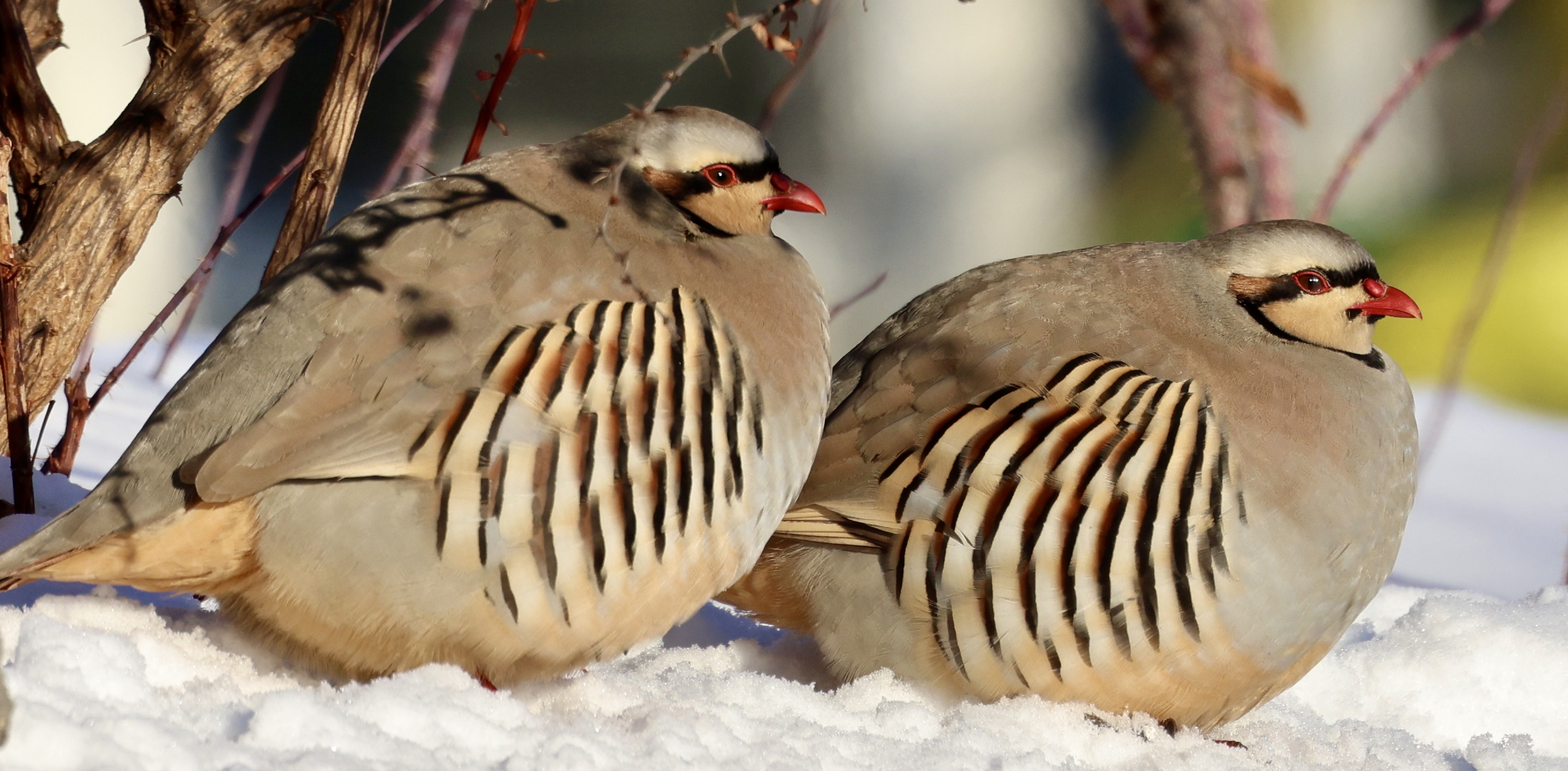 Two chukars sit side by side on the snow.