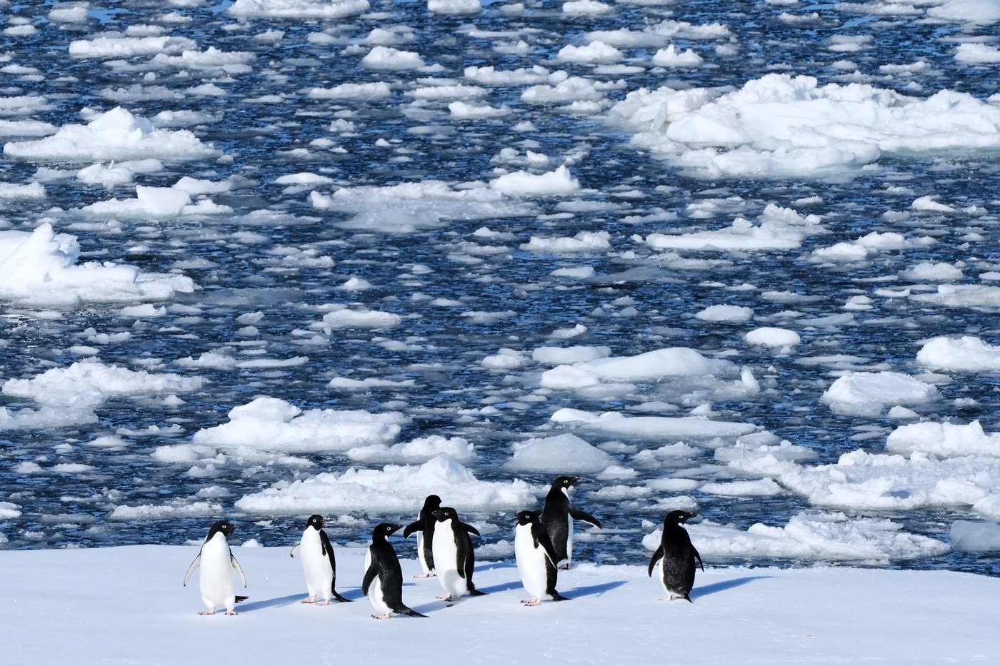 Researchers find Antarctic penguin breeding is heating up sooner, and that's a problem | iNFOnews.ca