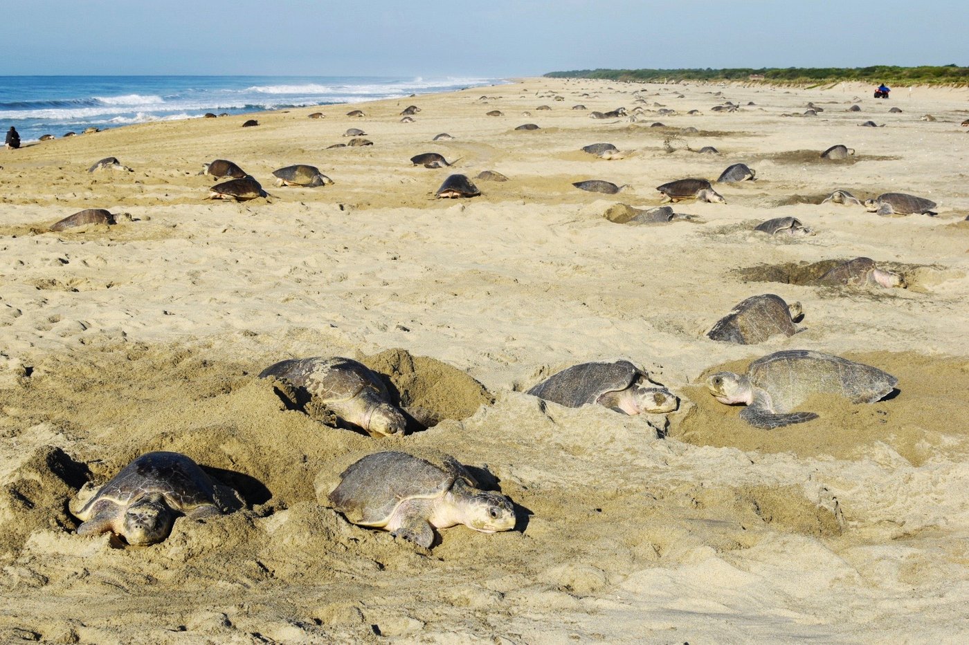 Endangered sea turtle populations show signs of recovery in more than half the world, survey finds | iNFOnews.ca
