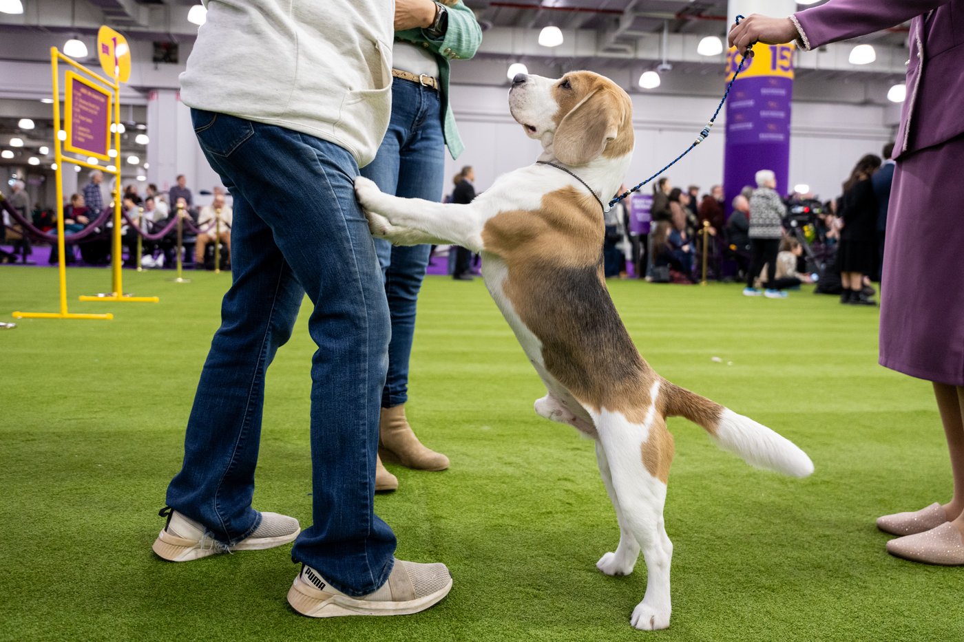 Couples at the Westminster show bond over dogs, and each other | iNFOnews.ca Couples at the Westminster show bond over dogs, and each other | iNFOnews.ca