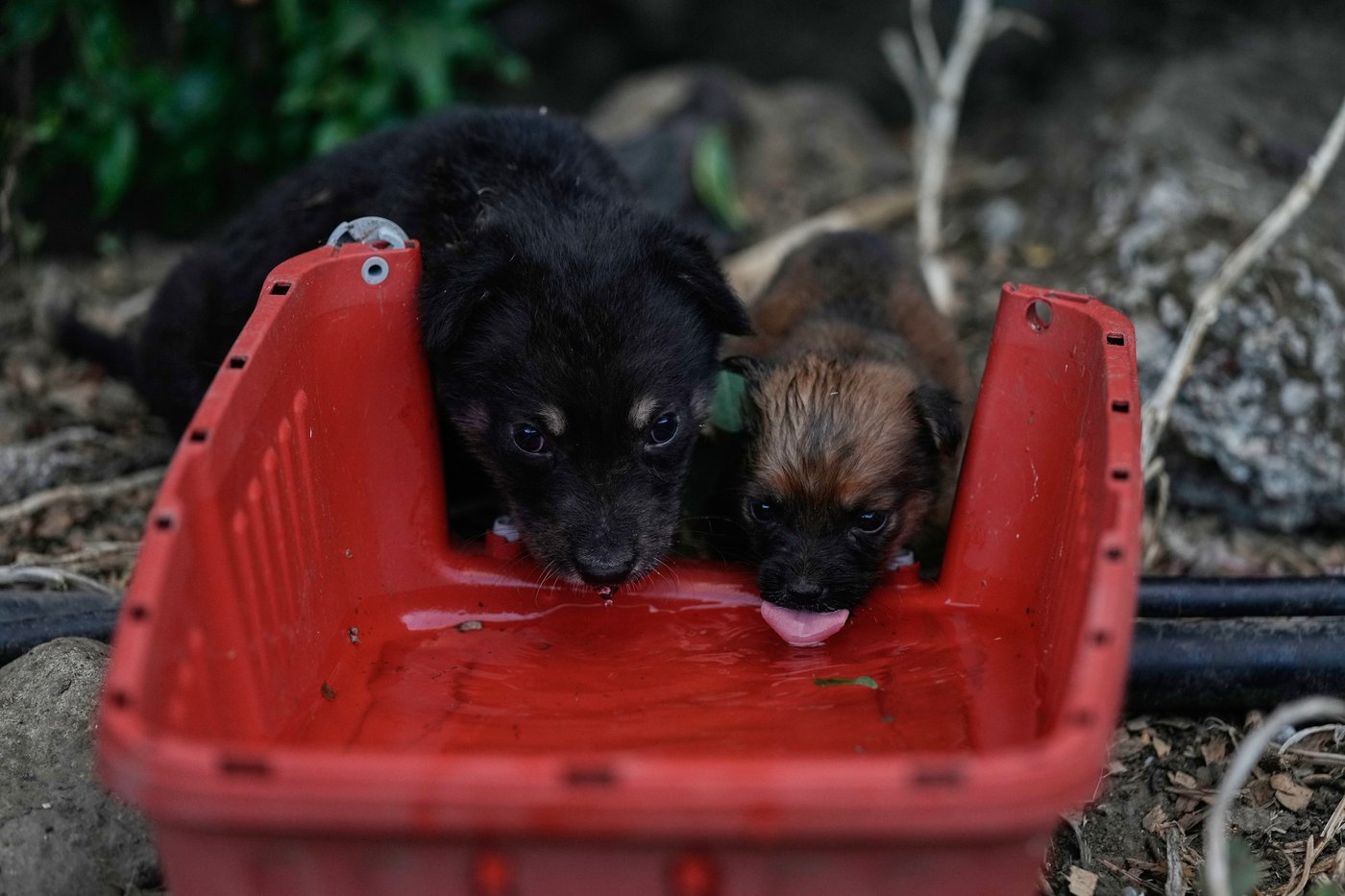 Photos of pets and farm animals rescued from the war in southern Lebanon | iNFOnews.ca