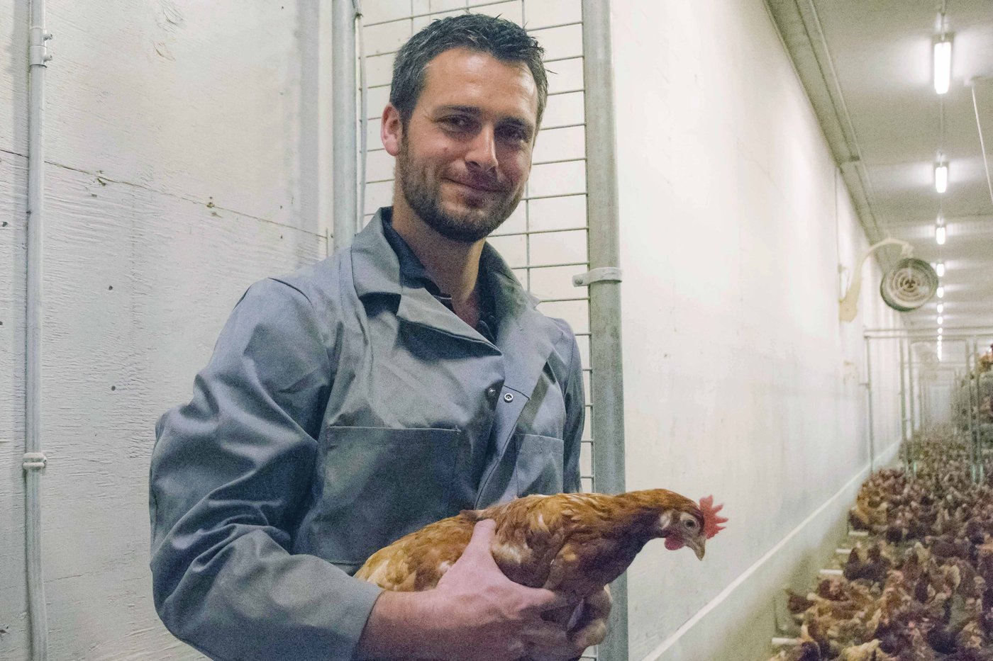 'Emotional time' for B.C. poultry farmers who have to cull thousands of birds | iNFOnews.ca