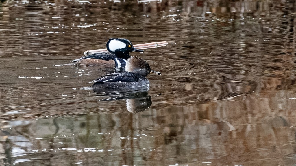iN PHOTOS: Ducks you can spot year-round in Thompson-Okanagan | iNFOnews.ca