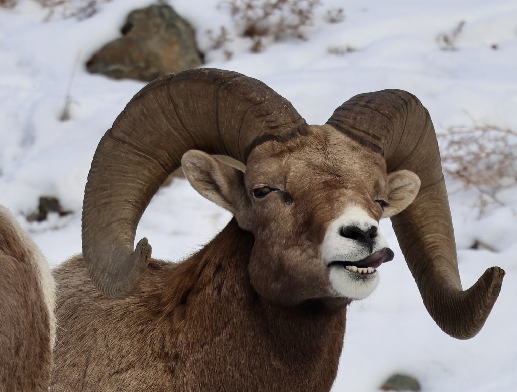 iN PHOTOS: Animal antics brighten dreary winter days in Kamloops, Okanagan | iNFOnews.ca