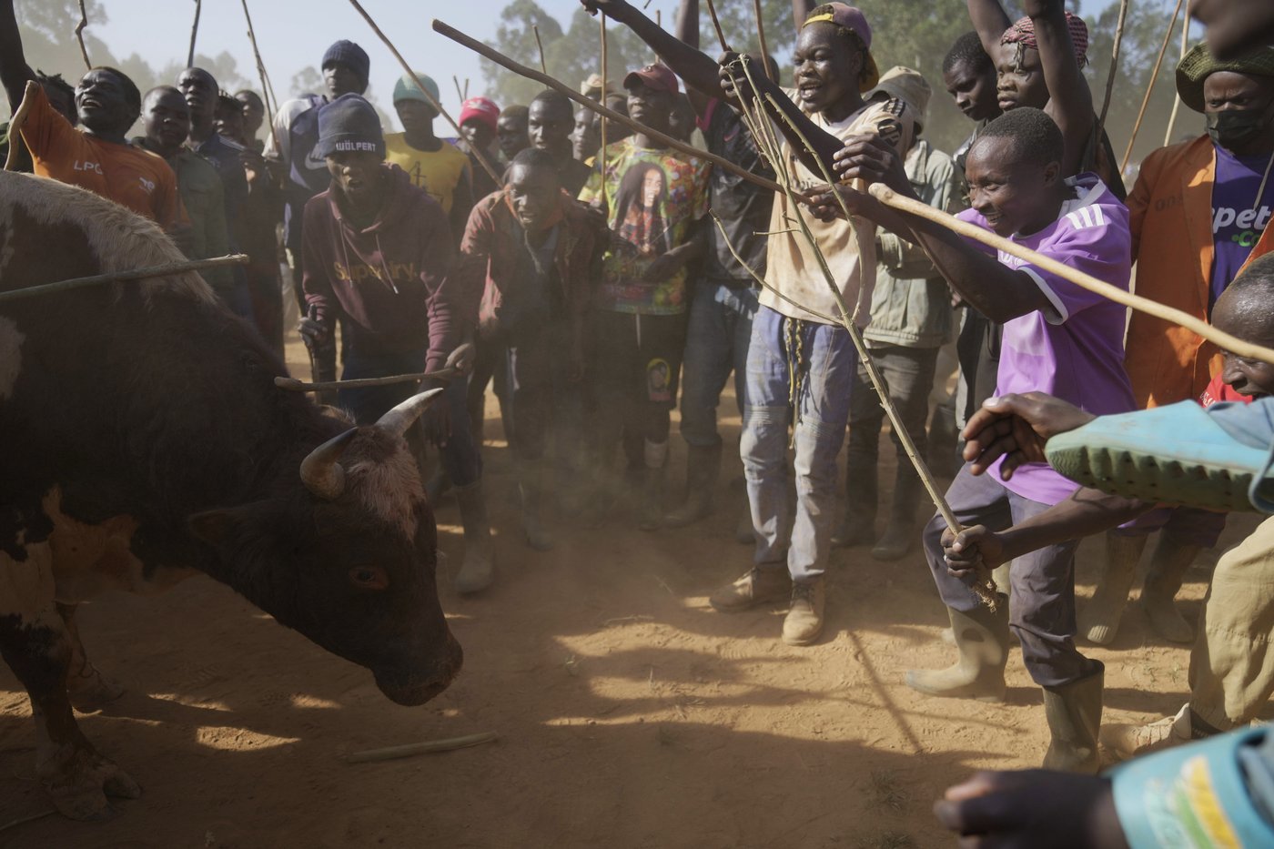 Kenyans unite around the country's growing bullfighting tradition | iNFOnews.ca Kenyans unite around the country's growing bullfighting tradition | iNFOnews.ca