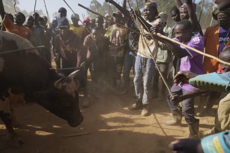 Kenyans unite around the country's growing bullfighting tradition | iNFOnews.ca