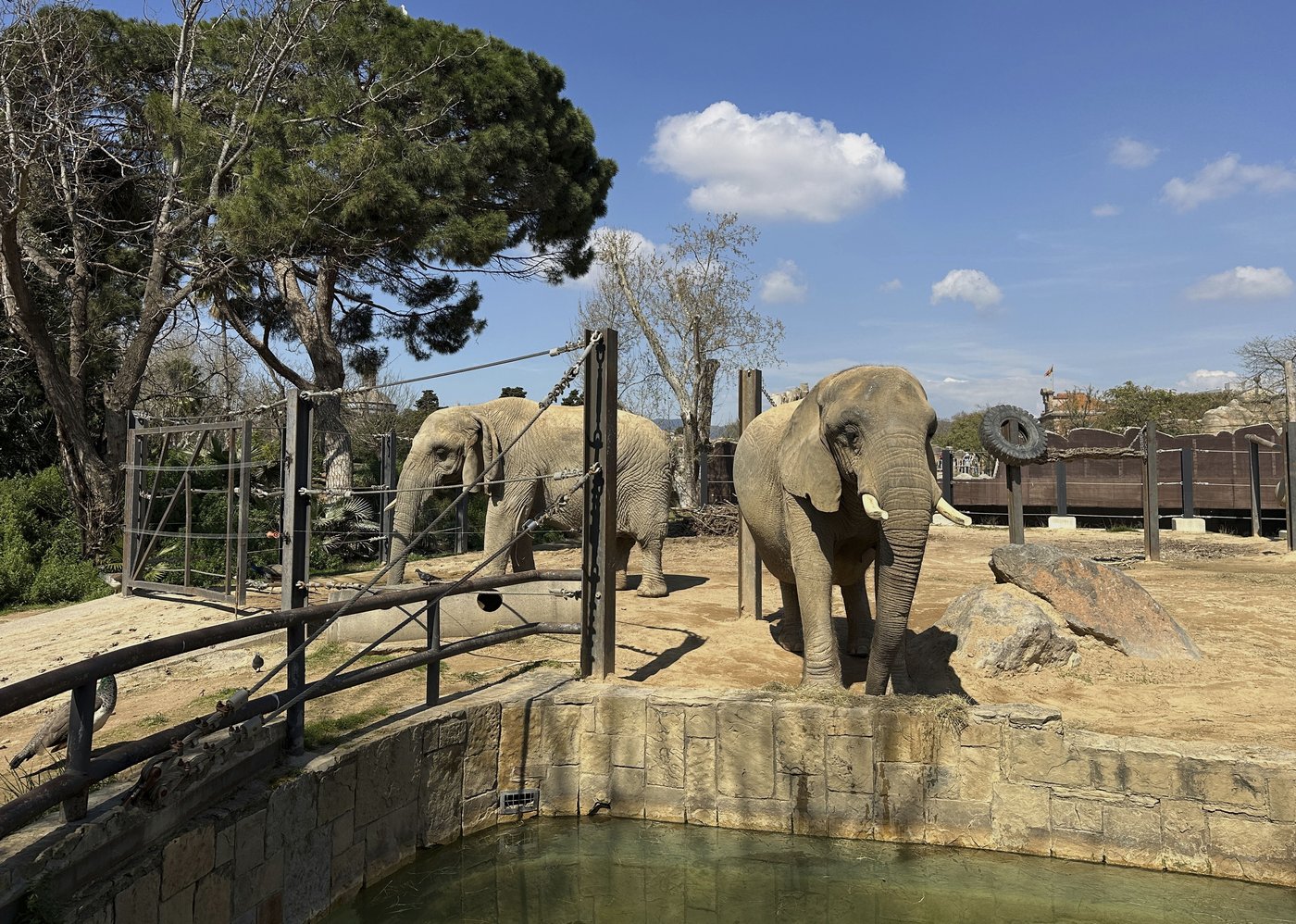Assisted living isn't just for people. A zoo in Spain helps elderly elephants age gracefully | iNFOnews.ca Assisted living isn't just for people. A zoo in Spain helps elderly elephants age gracefully | iNFOnews.ca