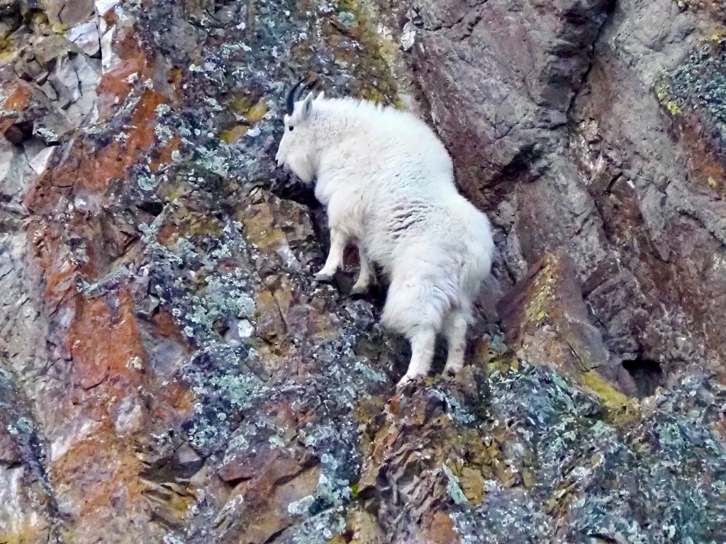 iN PHOTOS: Mountain goats perched on rock faces a special sight in Summerland | iNFOnews.ca