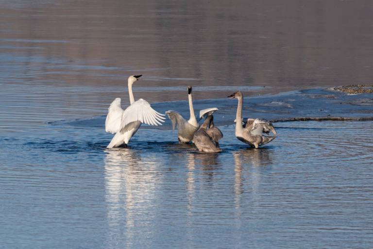 Four swans appear to squabble while wading in a river.