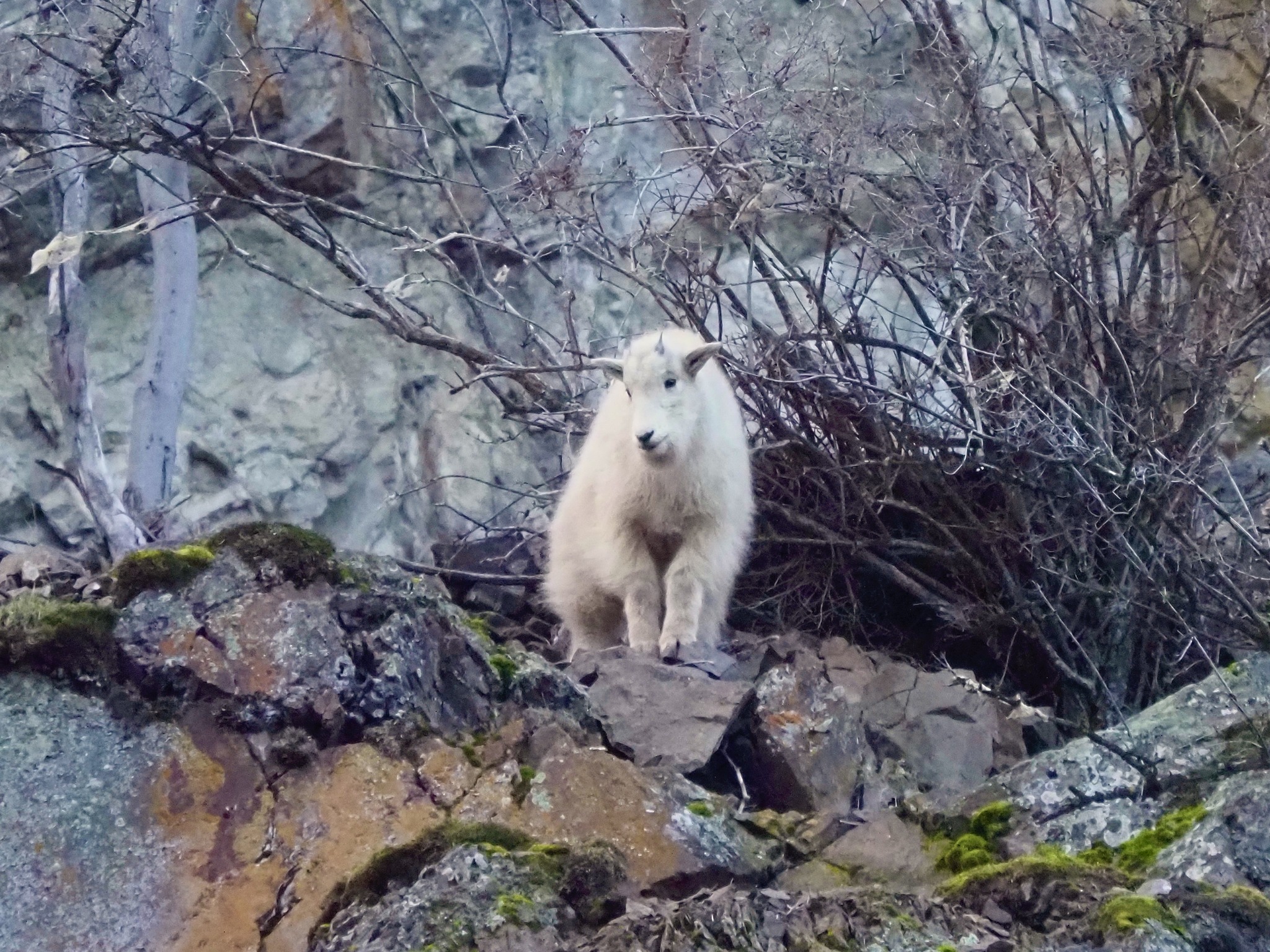 A mountain goat kid perches on rocks.