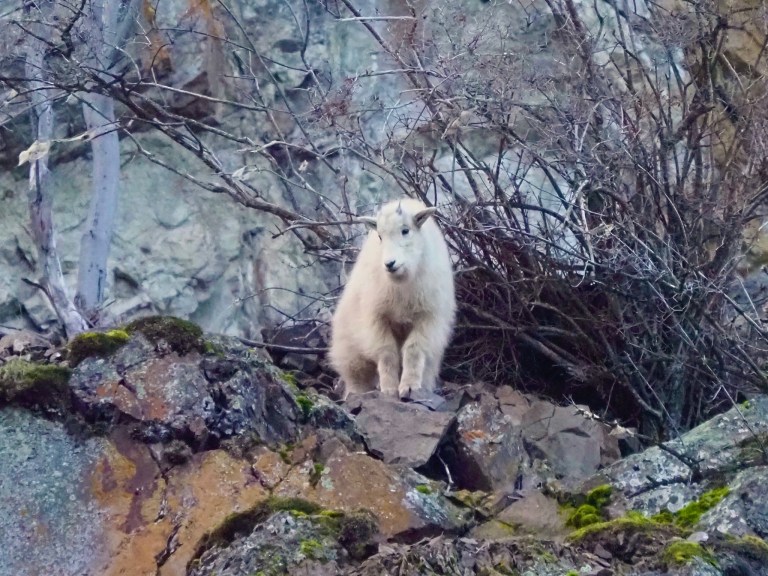 A mountain goat kid perches on rocks.