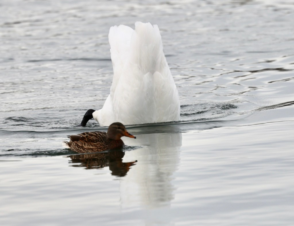 iN PHOTOS: Animal antics brighten dreary winter days in Kamloops, Okanagan | iNFOnews.ca