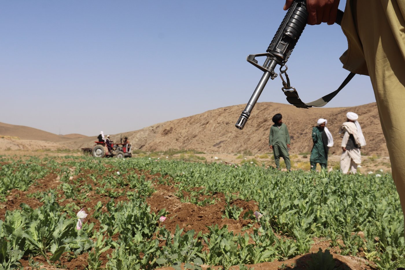 UN reports a sharp rise in Afghanistan poppy cultivation despite a Taliban ban | iNFOnews.ca UN reports a sharp rise in Afghanistan poppy cultivation despite a Taliban ban | iNFOnews.ca
