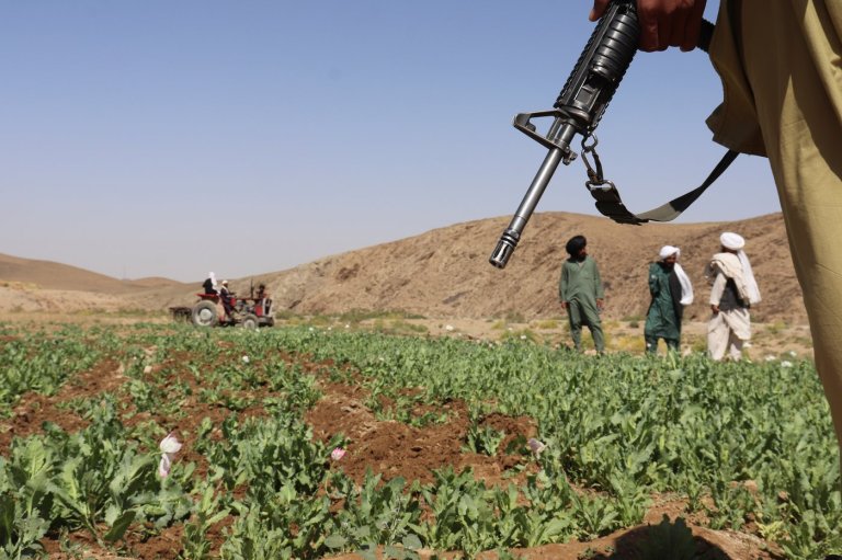 UN reports a sharp rise in Afghanistan poppy cultivation despite a Taliban ban | iNFOnews.ca