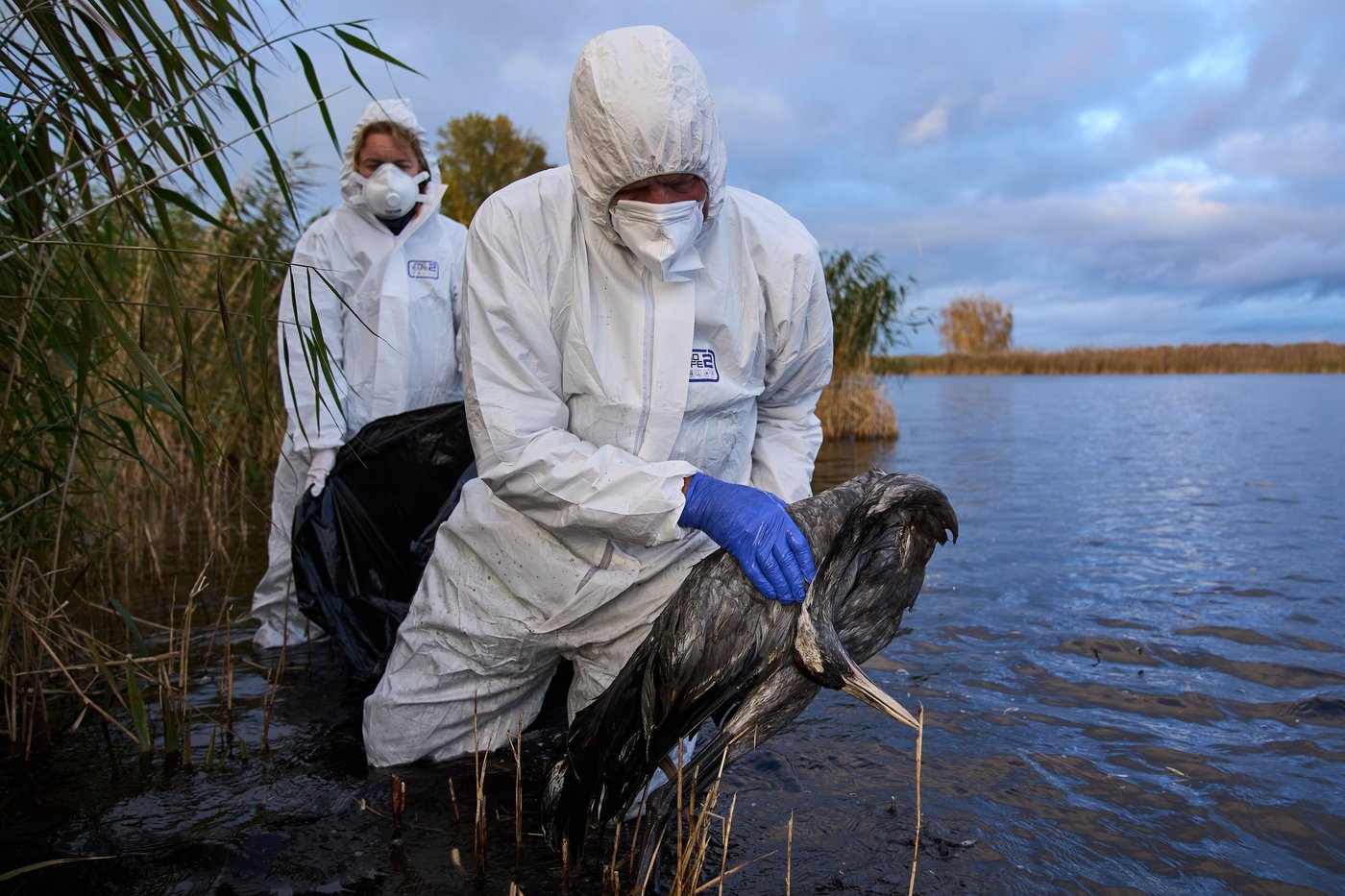 Bird flu hits migrating cranes hard in Germany as the virus flares up | iNFOnews.ca