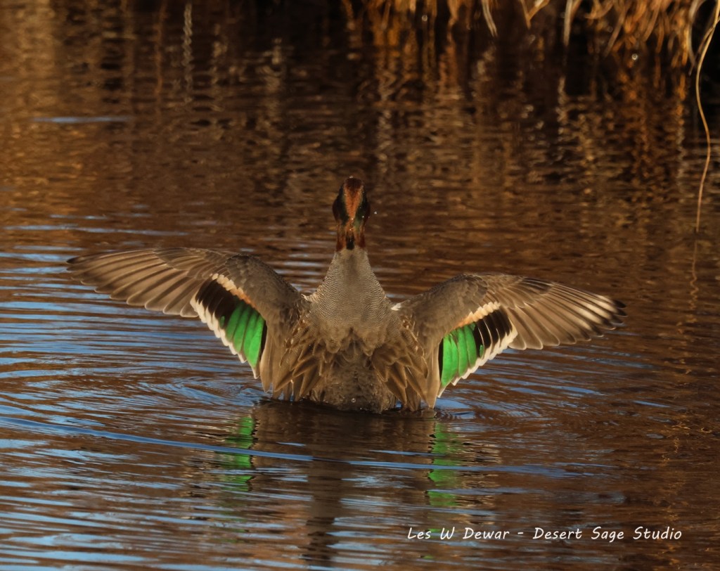 iN PHOTOS: Ducks you can spot year-round in Thompson-Okanagan | iNFOnews.ca