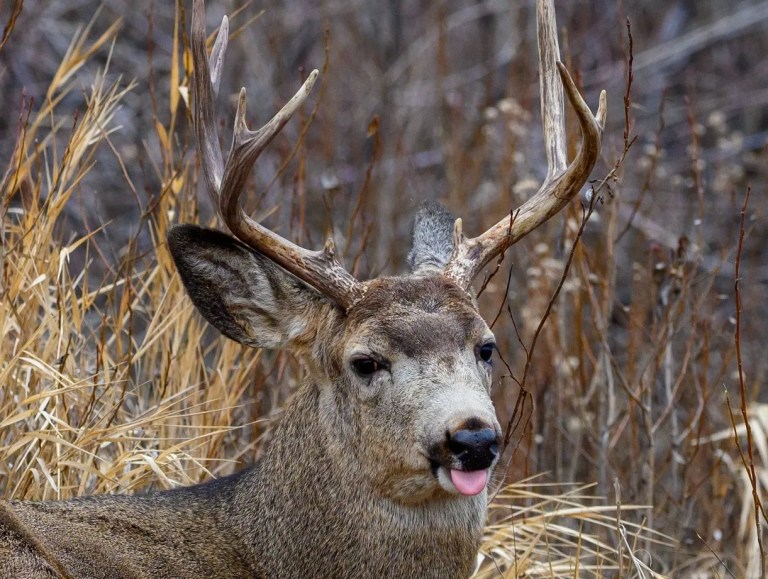 A deer with its tongue stuck out.