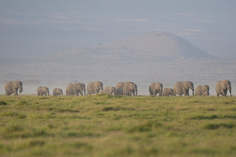 The deaths of 15 elephants in Kenya's Amboseli National Park spark investigation | iNFOnews.ca