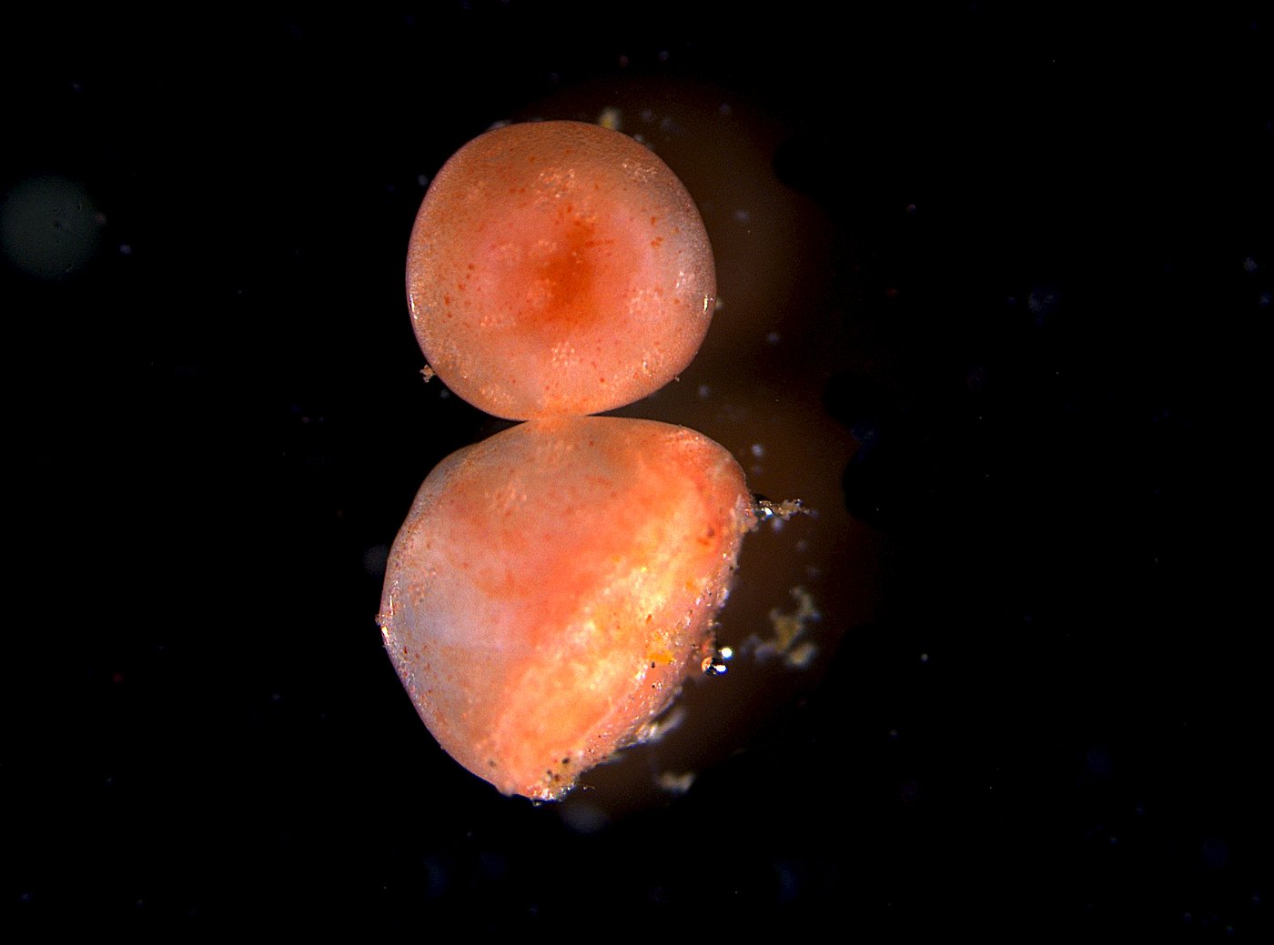 These sea cucumbers seem to have 'zombie' flesh that doesn't die when lopped off | iNFOnews.ca These sea cucumbers seem to have 'zombie' flesh that doesn't die when lopped off | iNFOnews.ca