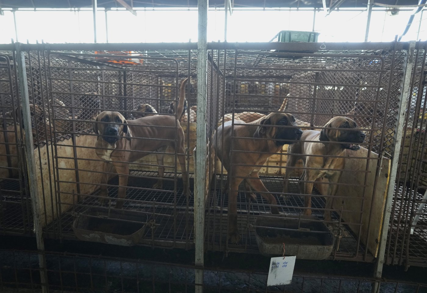 South Korea publishes compensation plan for dog meat farmers ahead of 2027 ban | iNFOnews.ca