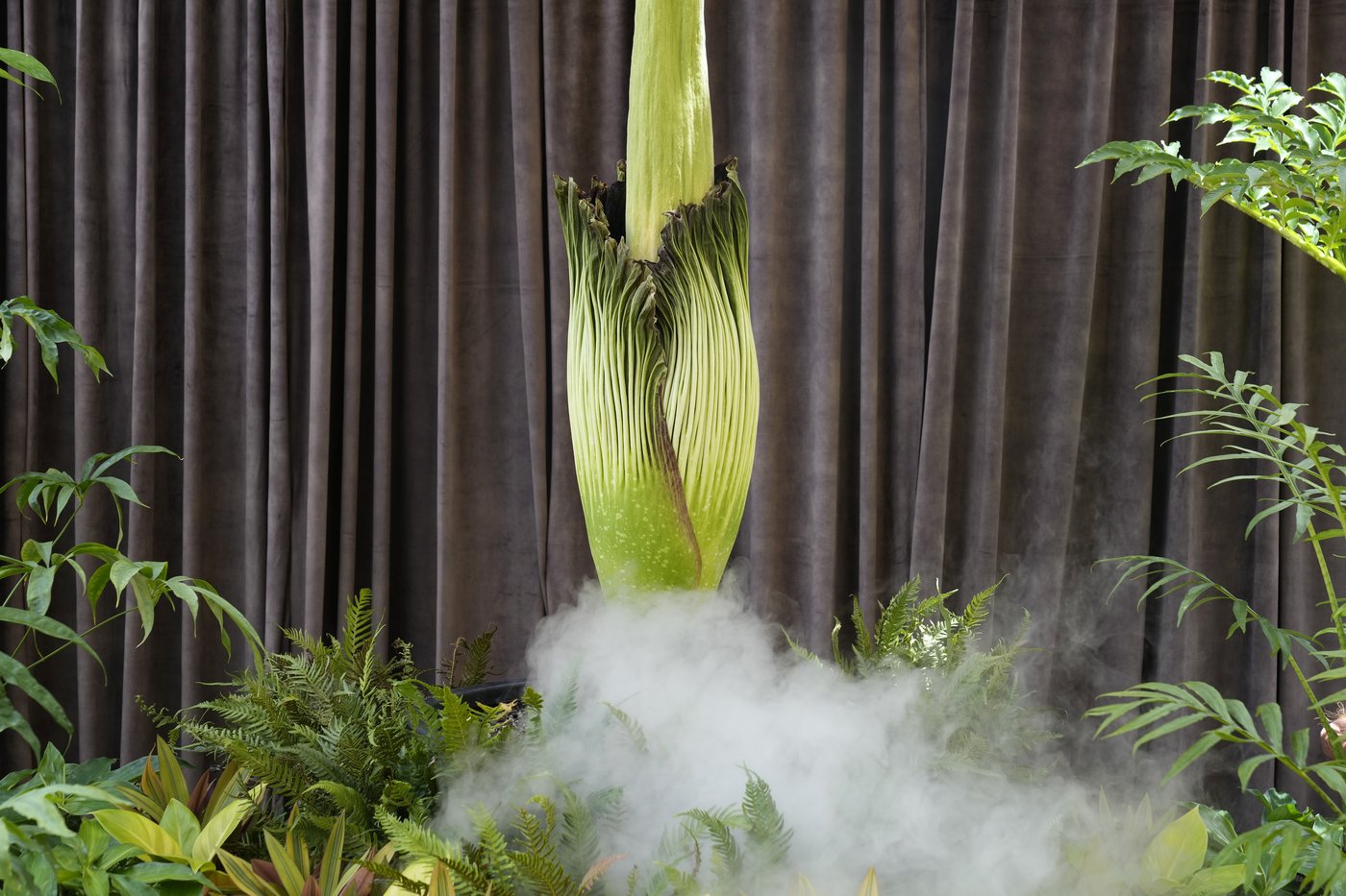 Australia holds its nose for the 3rd rancid bloom of a rare corpse plant in 3 months | iNFOnews.ca
