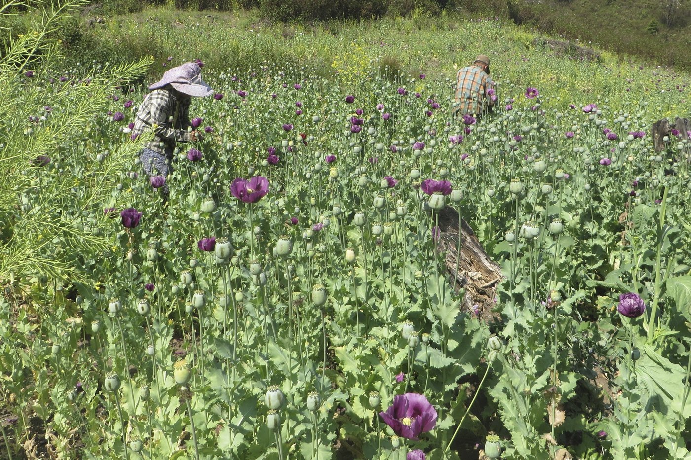 UN drug experts say opium production has leveled off in Myanmar, but instability may trigger a rise | iNFOnews.ca