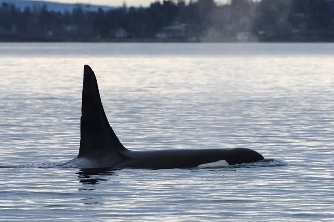 Endangered southern resident orca, a senior male, feared dead by researchers | iNFOnews.ca Endangered southern resident orca, a senior male, feared dead by researchers | iNFOnews.ca